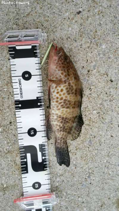 �������ϥ�