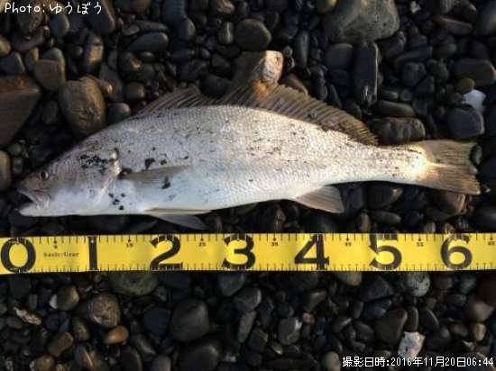 �����˥�