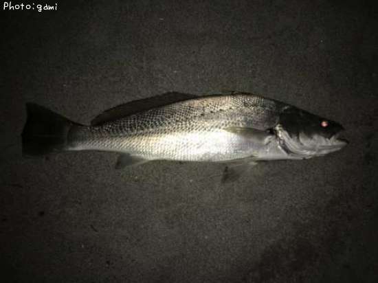 �����˥�