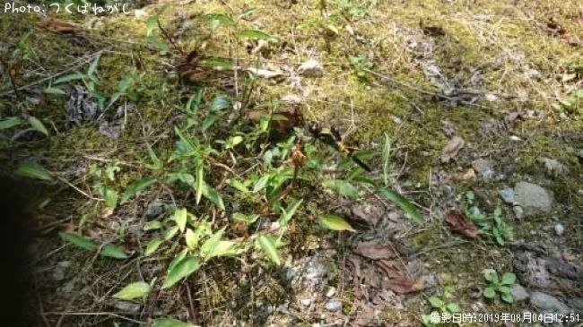 ������������ȥ�ܡʥ᥹��