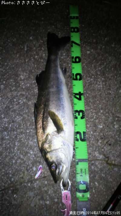 ���ץ����Х�