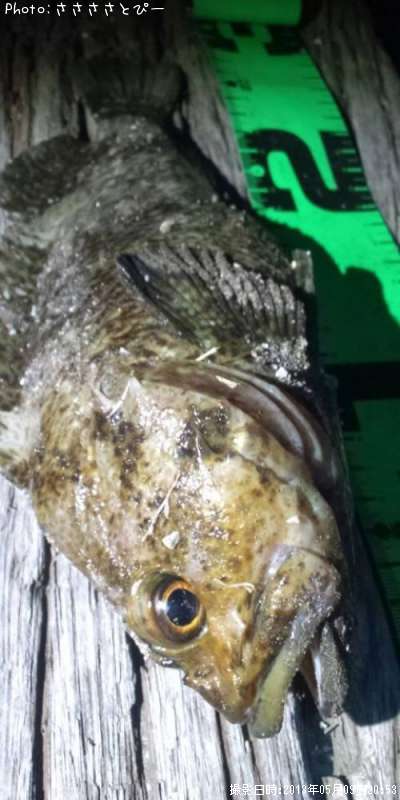 ���ץ���