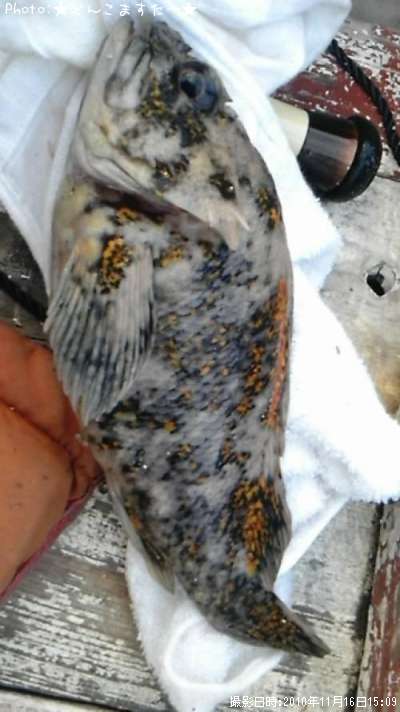 ���������饽��