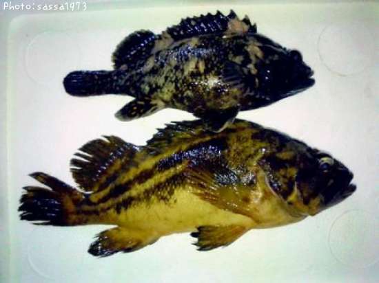 ���������饽��