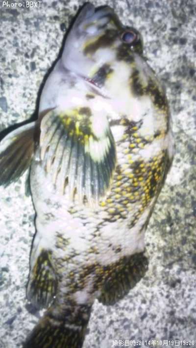 ���������饽��