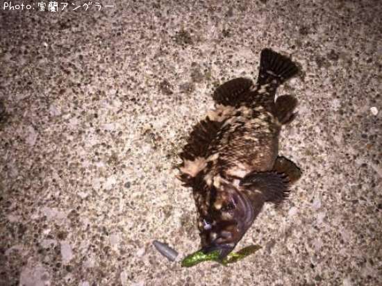 ���������饽���ʥϥ������