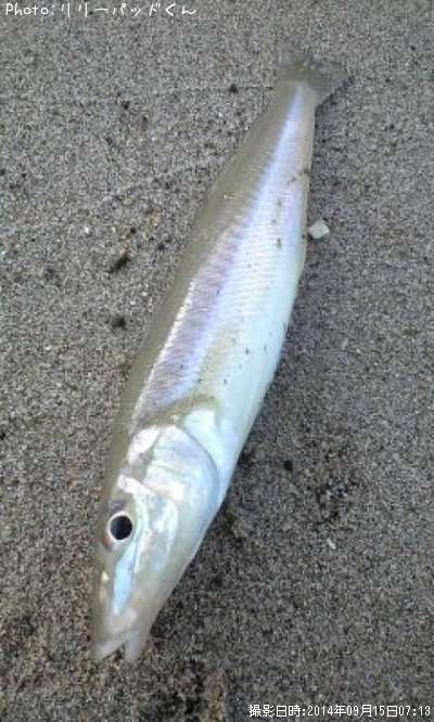 �ѡ���ԥ󥯤���ĥ��ʵ��ؿ�