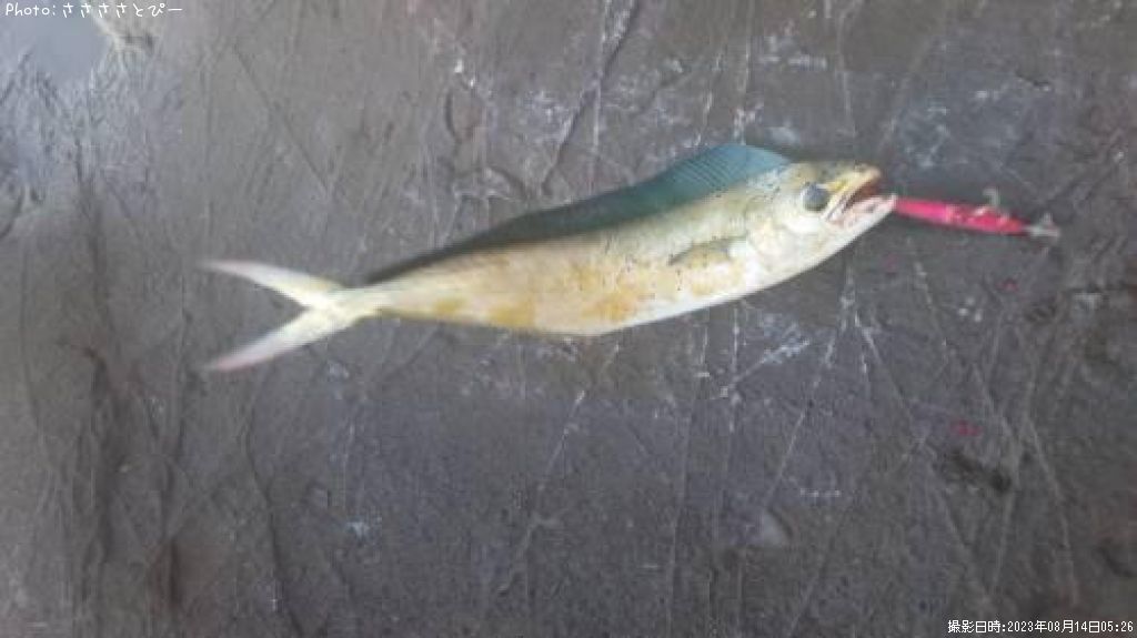 �ڥ�ڥ󥷥���