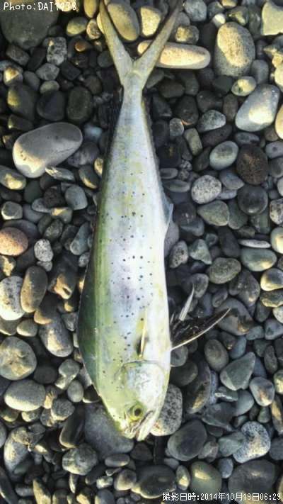 �ڥ�ڥ󥷥���