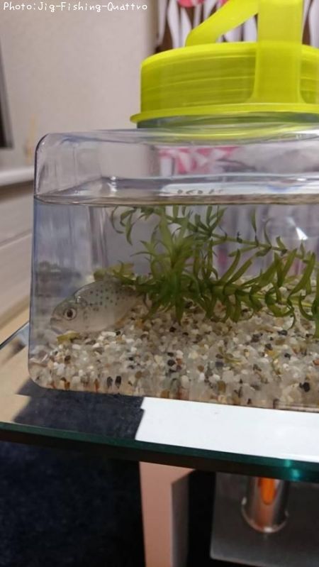 �ԥ�˥����ʥåƥ꡼