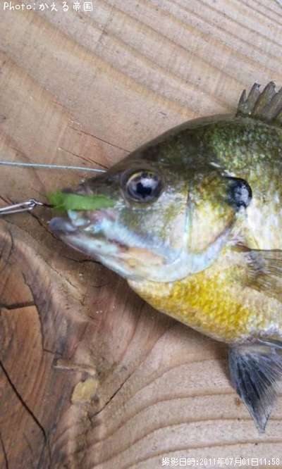 �դäѡ���������