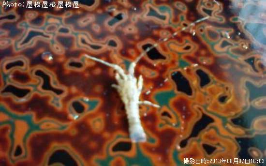 �ץ����Ӥ����