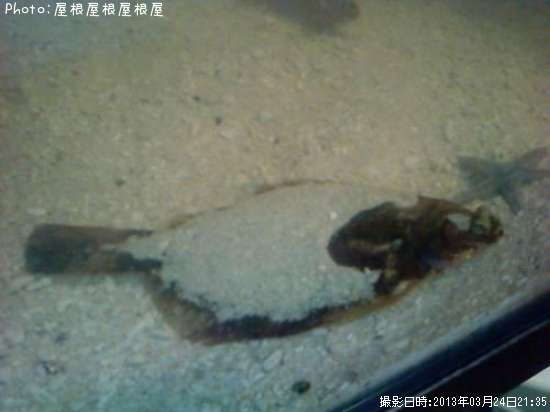 �ץ����쥤