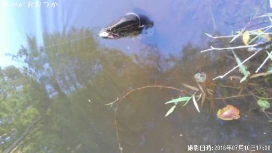 �饤����