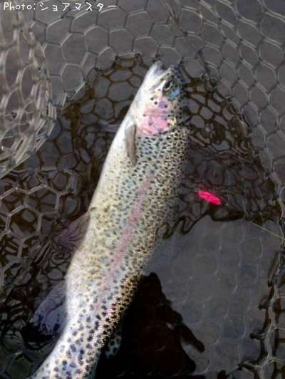 �쥤��ܡ��ȥ饦��