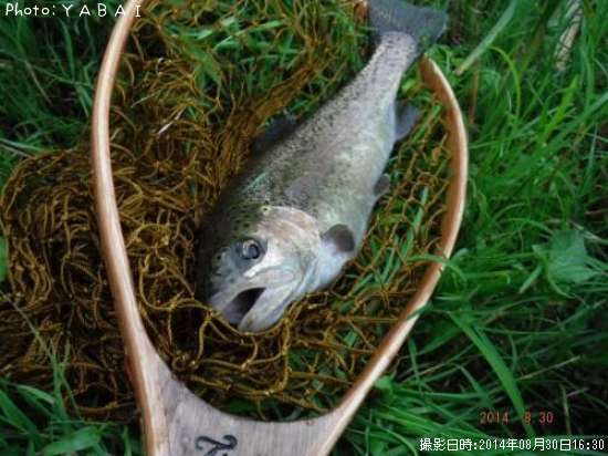 �쥤��ܡ��ȥ饦��