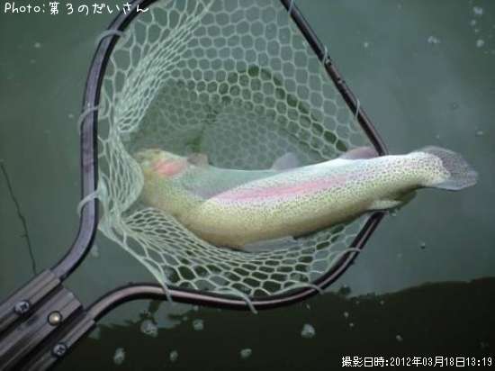 �쥤��ܡ��ȥ饦��