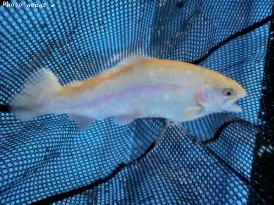 �쥤��ܡ��ȥ饦�ȡʥ���ӥΡ�