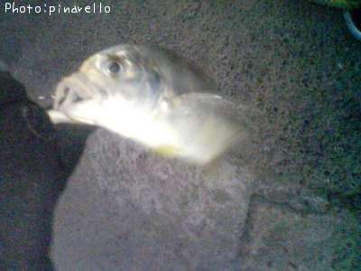 �����˥󥢥�