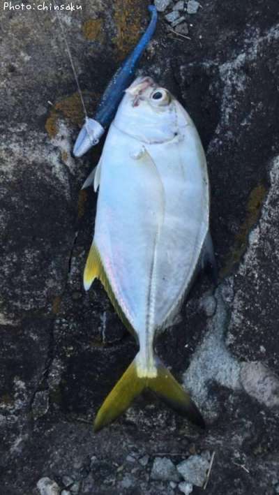 �����˥󥢥�