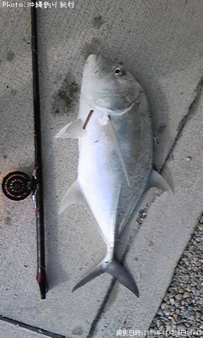 �����˥󥢥�