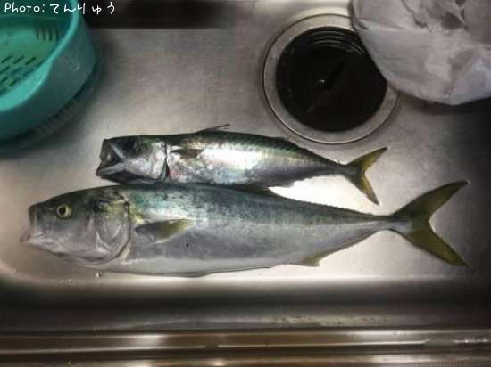 ���С����ʥ�