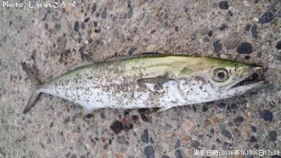 �����������ޥ�