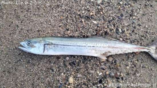 �����������Υ���