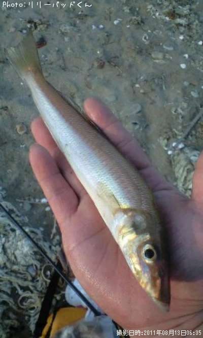 Ǽ���������Υѡ���ԥ󥯤ν�����