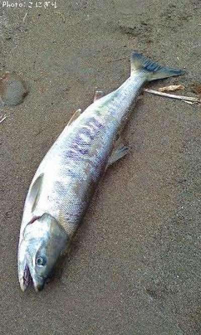 ������ޥ�