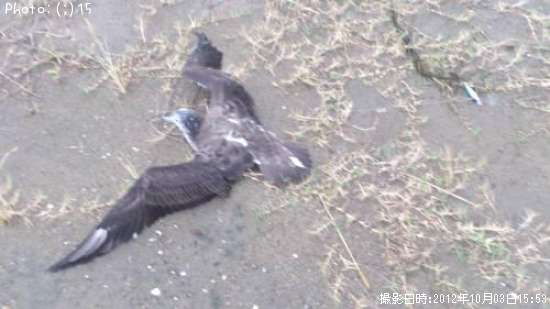 ��������Ҥ���