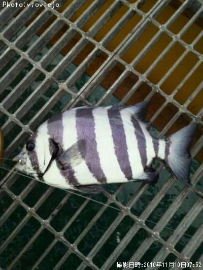 ����Х���