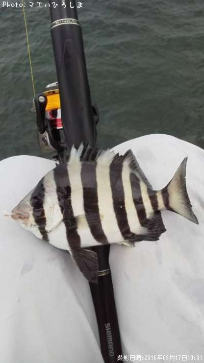 ����Х���