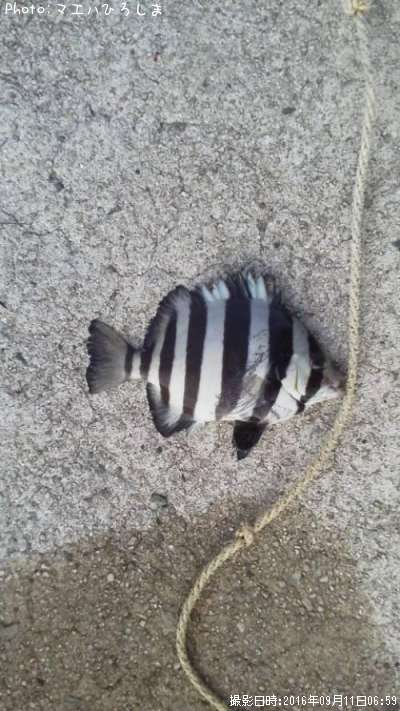 ����Х���