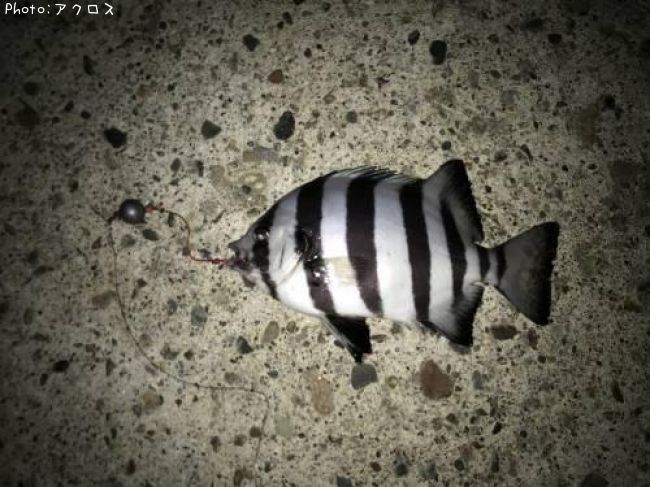 ����Х���