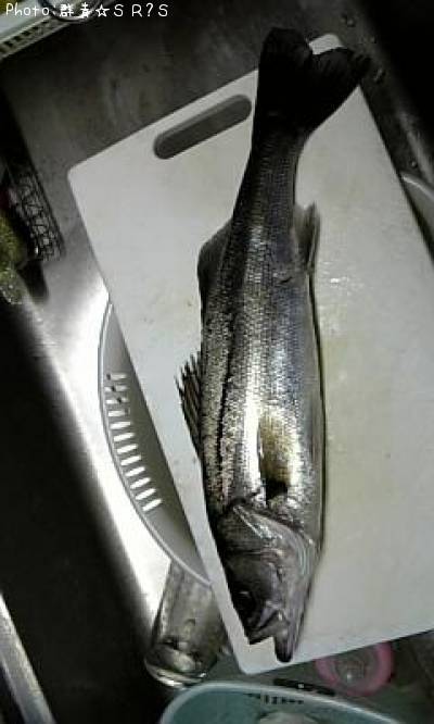 ʿ������