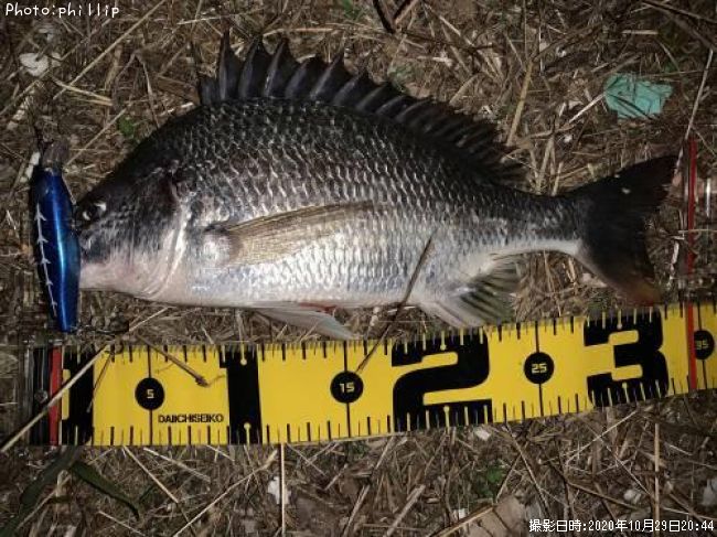 �����������ӥ�