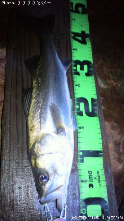 �����Х�������