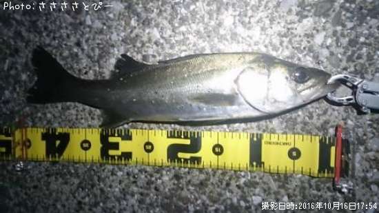 �����Х�����������Х�