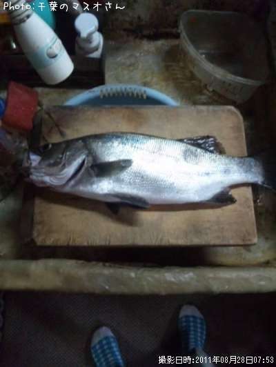 �����Х��ʥҥ��