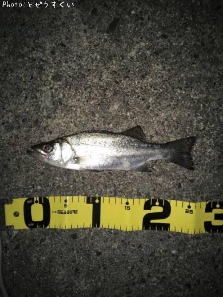 �����Х��ʥҥ饻������