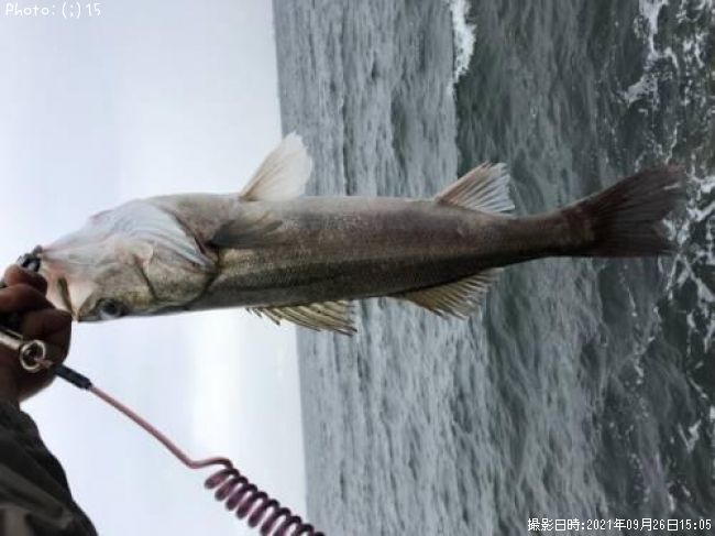 �����Х������쥤