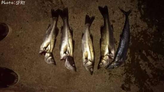 �����Х���������