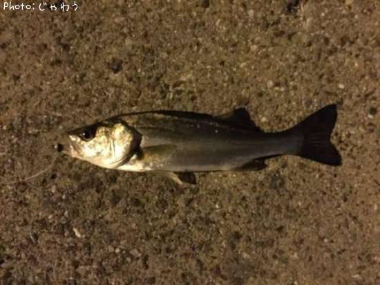 �����Х��ʥ�������