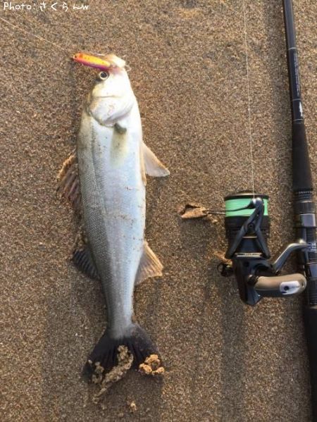 �����Х��ʥ�������