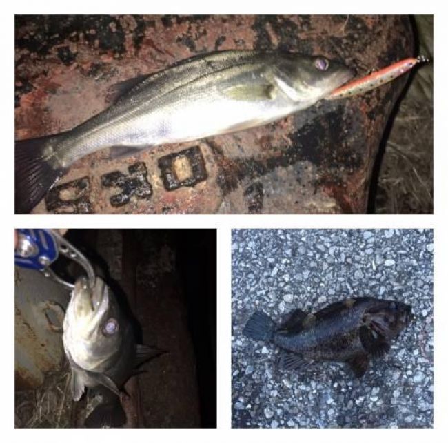 �����Х�������