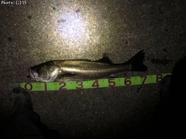 �����Х�������������Ļ