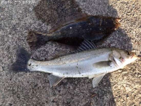 �����Х��ȥҥ��