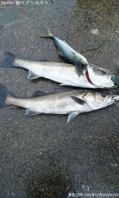 �����Х��ȥ參��