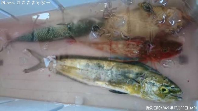 �����顢�ۥ��ܥ������С������ϥ�